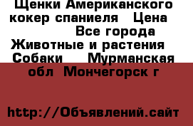 Щенки Американского кокер спаниеля › Цена ­ 15 000 - Все города Животные и растения » Собаки   . Мурманская обл.,Мончегорск г.